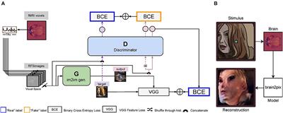 Brain2Pix: Fully convolutional naturalistic video frame reconstruction from brain activity